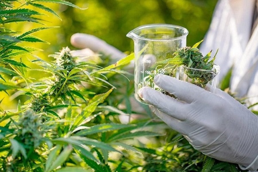 Benefits of Buying Weeds From a Marijuana Dispensary