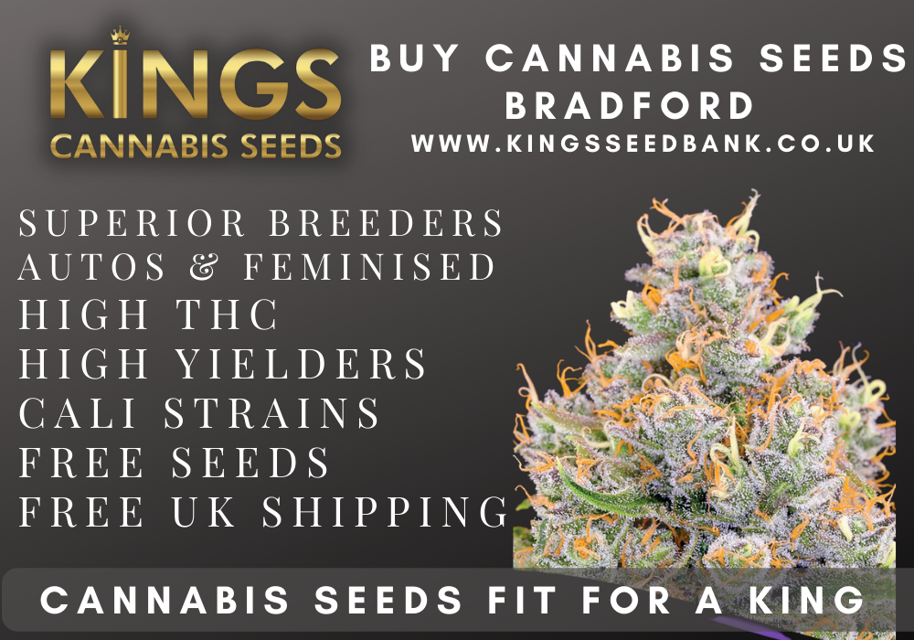 Buy Cannabis Seeds: How to Choose Premium Quality Seeds